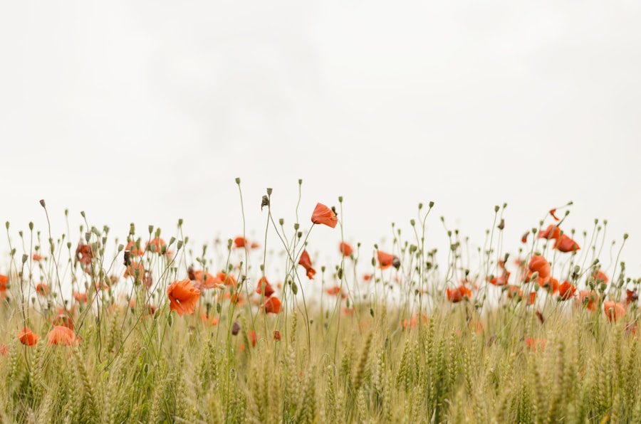 Wild Meadow arrangement