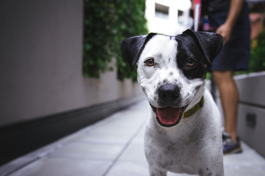 Dog portrait