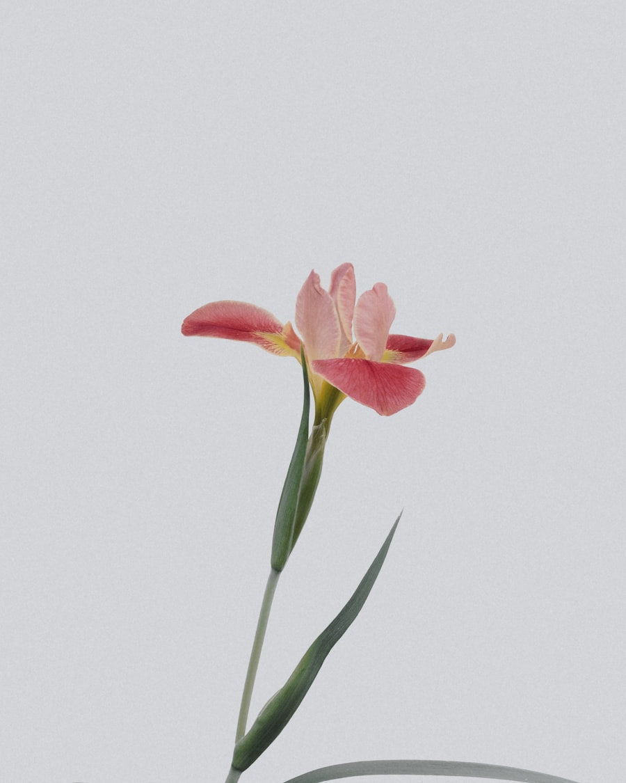 Bloom studio at work