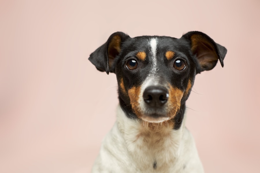 Cute dog