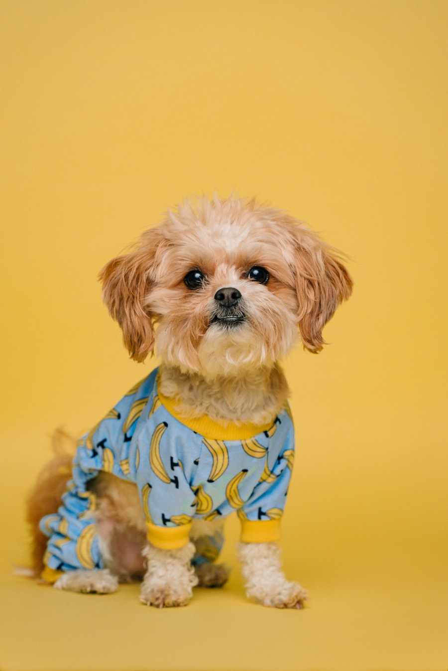 Fluffy dog
