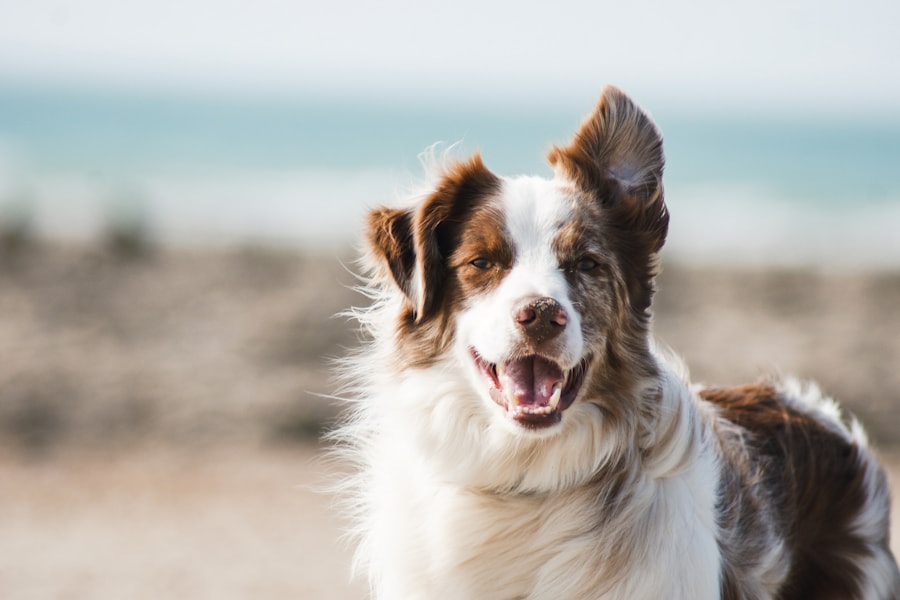 Pet grooming website